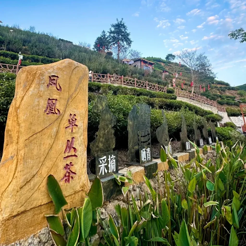 china chaozhou ferns tea leaves